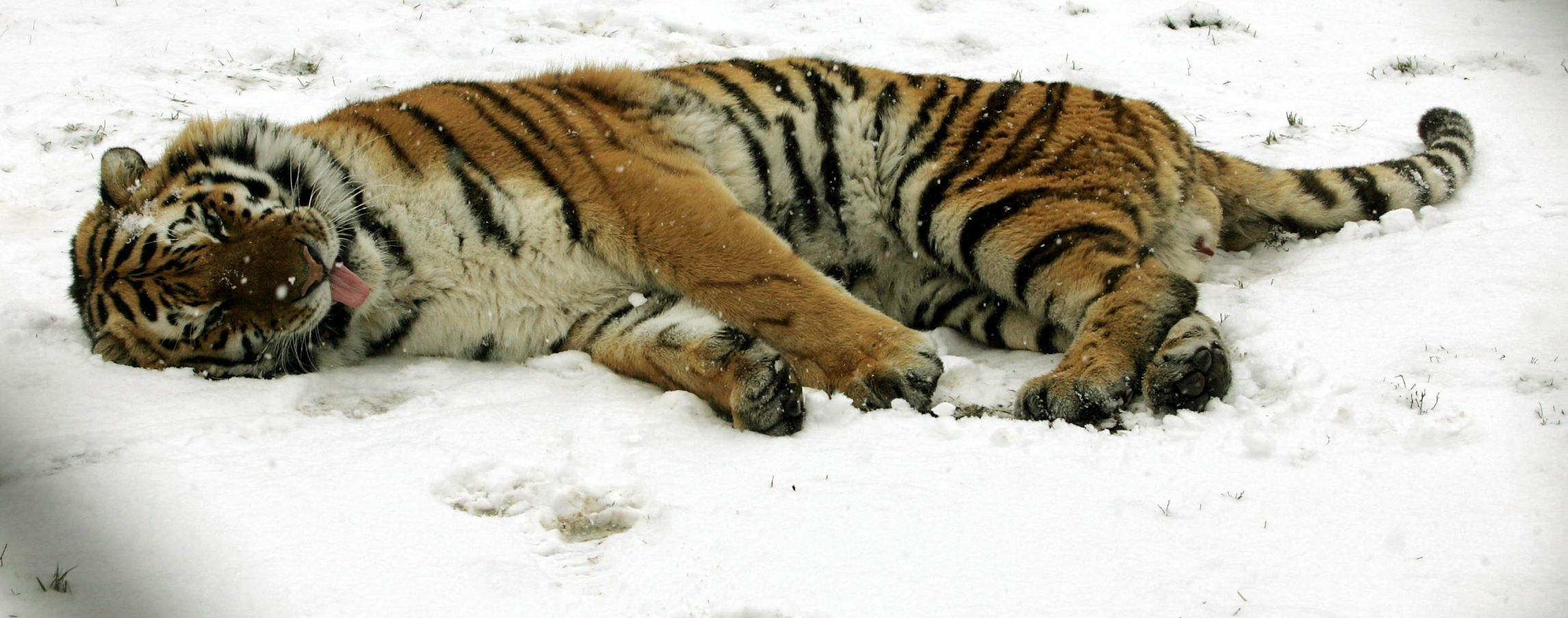 Zoo Snow